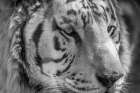 USA, Indiana, Center Point. Close-up of white tiger. Art Print